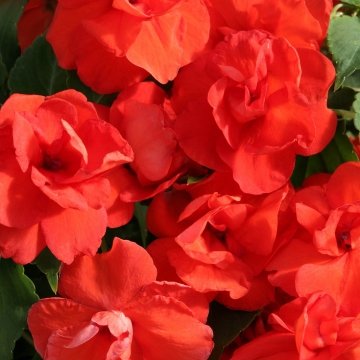 Бальзамин уоллера (Impatiens walleriana)