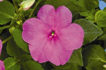 Бальзамин Уоллера (Impatiens walleriana)