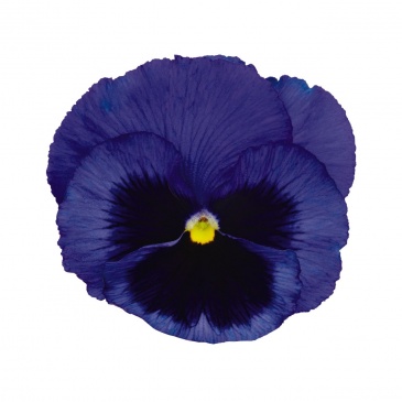 Виола виттрока (Viola wittrockiana) Виола виттрока (Viola wittrockiana)