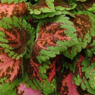 Колеус гибридный (Coleus х hybrida) Колеус гибридный (Coleus х hybrida)