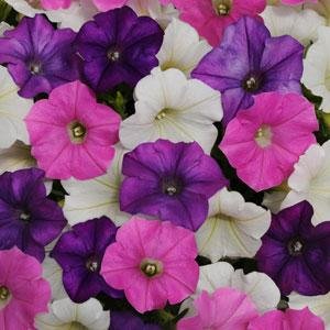 Петуния ампельная гибридная (Petunia х hybrida)
