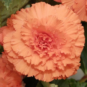 Бегония клубневая махровая (Begonia tuberhybrida)