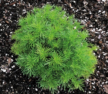 Бархатцы нителистные (Tagetes filifolia) Бархатцы нителистные (Tagetes filifolia)
