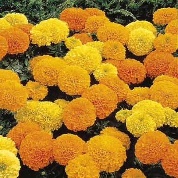 Бархатцы прямостоячие (Tagetes erecta)