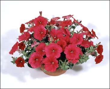 Петуния ампельная гибридная (Petunia x hybrida)