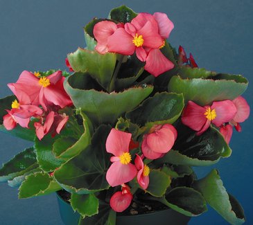 Бегония вечноцветущая (зеленая листва) (Begonia semperflorens)