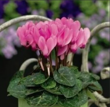 Цикламен персидский (Cyclamen persicum) Цикламен персидский (Cyclamen persicum)