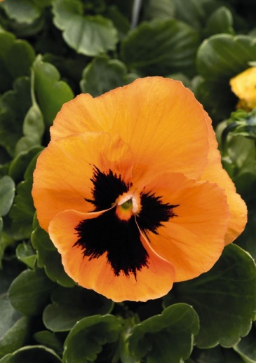 Виола виттрока (Viola wittrockiana) Виола виттрока (Viola wittrockiana)