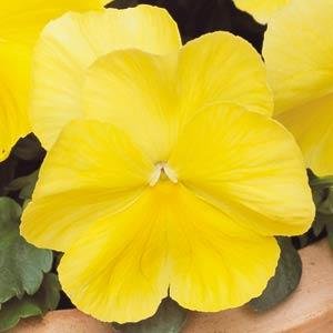 Виола виттрока (Viola wittrockiana) Виола виттрока (Viola wittrockiana)