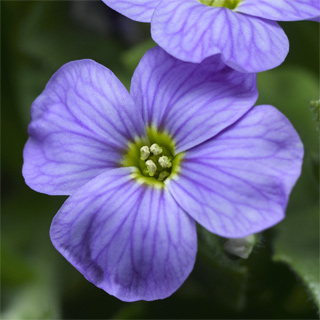 Аубриета гибридная (Aubrieta hybrida)