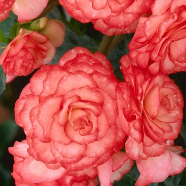 Бегония клубневая махровая (Begonia tuberhybrida) Бегония клубневая махровая (Begonia tuberhybrida)