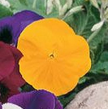 Виола Виттрока (Viola wittrockiana) Виола Виттрока (Viola wittrockiana)