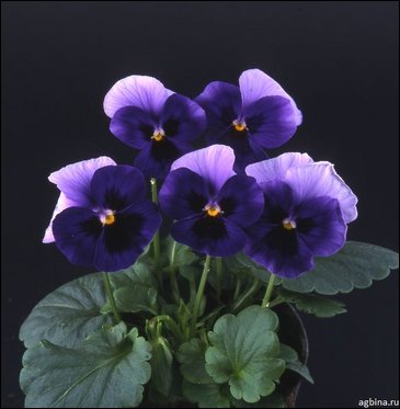 Виола Виттрока (Viola wittrockiana)