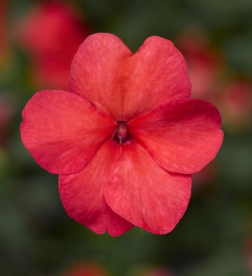 Бальзамин Уоллера ампельный (Impatiens walleriana) Бальзамин Уоллера ампельный (Impatiens walleriana)