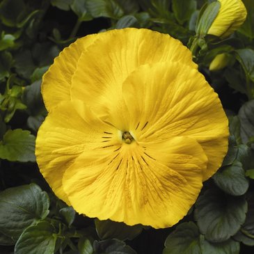 Виола Виттрока (Viola wittrockiana)