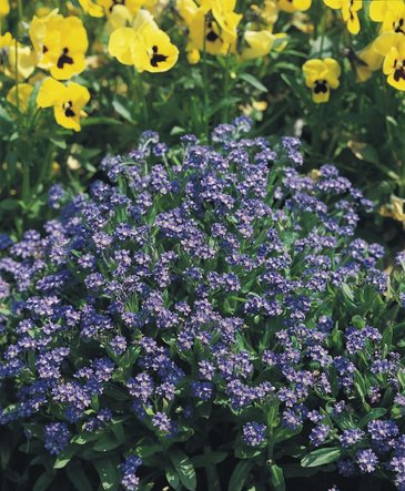Незабудка лесная (Myosotis sylvatica)