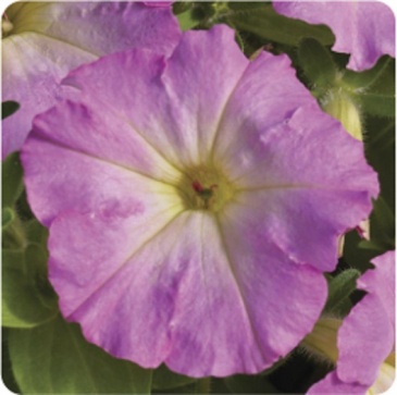 Петуния ампельная гибридная (Petunia x hybrida)