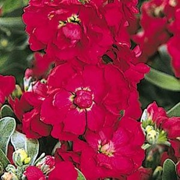 Левкой седой (Matthiola incana)
