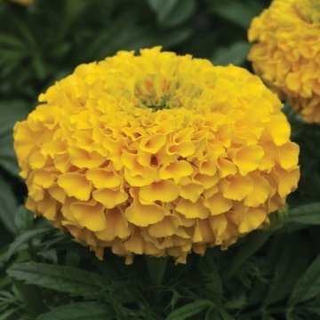 Бархатцы прямостоячие (Tagetes erecta)