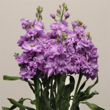 Левкой седой (Matthiola incana)