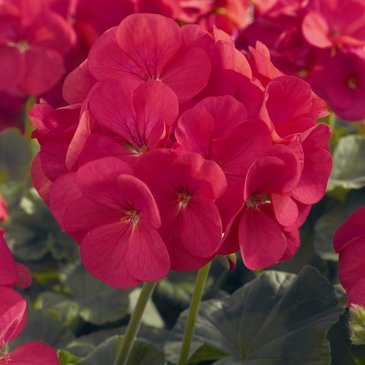 Герань (пеларгония садовая) (Pelargonium x hortorum)