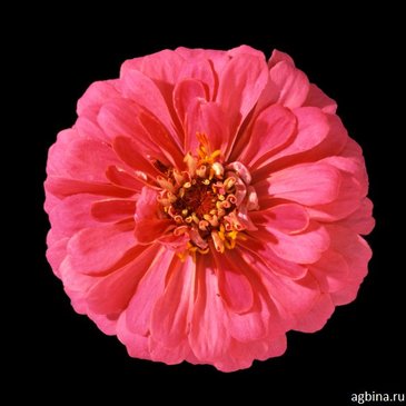 Цинния изящная (Zinnia elegans)