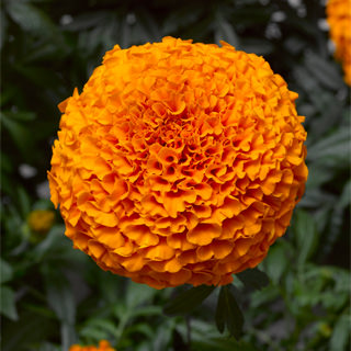 Бархатцы прямостоячие (Tagetes erecta)