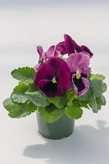 Виола виттрока (Viola wittrockiana) Виола виттрока (Viola wittrockiana)