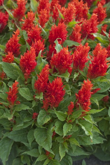 Целозия метельчатая (Celosia plumosa)
