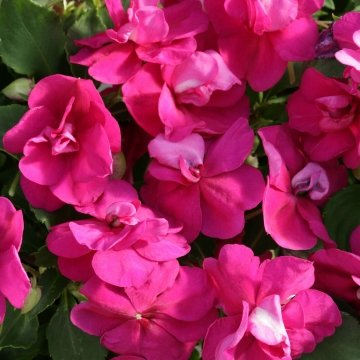 Бальзамин уоллера (Impatiens walleriana) Бальзамин уоллера (Impatiens walleriana)