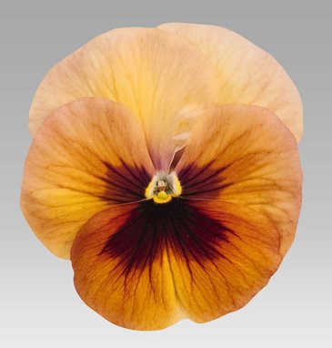Виола виттрока (Viola wittrockiana)