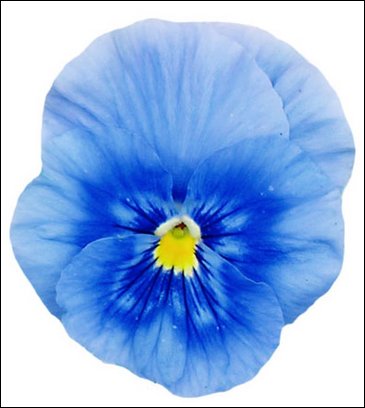 Виола Виттрока (Viola wittrockiana)