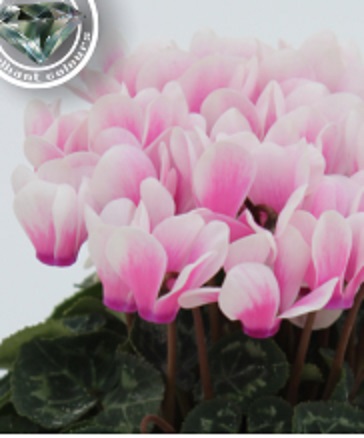 Цикламен персидский (Cyclamen persicum)