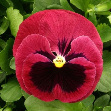 Виола виттрока (Viola x wittrockiana)