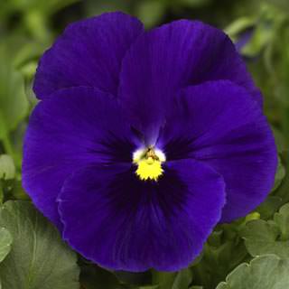 Виола Виттрока (Viola wittrockiana)