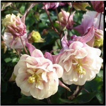Аквилегия обыкновенная (Aquilegia vulgaris) Аквилегия обыкновенная (Aquilegia vulgaris)