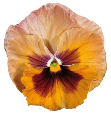 Виола Виттрока (Viola wittrockiana)