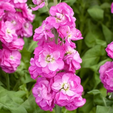 Левкой седой (Matthiola incana)