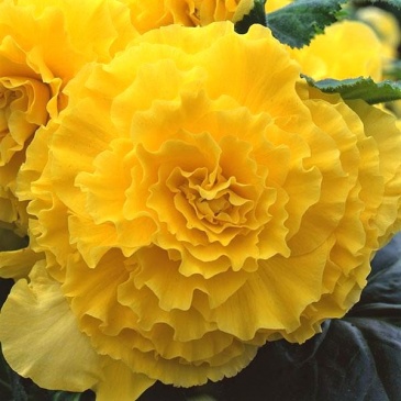Бегония клубневая махровая (Begonia tuberhybrida) Бегония клубневая махровая (Begonia tuberhybrida)