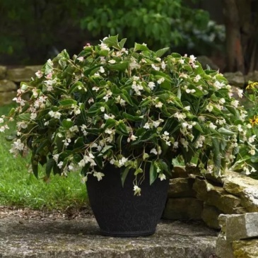Бегония гибридная ампельная (зеленая листва) (Begonia hybrida)