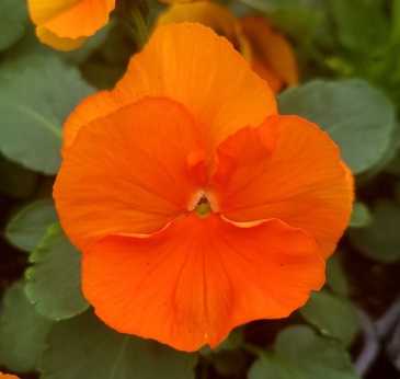 Виола виттрока (Viola wittrockiana) Виола виттрока (Viola wittrockiana)