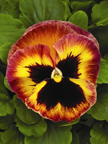 Виола Виттрока (Viola wittrockiana)