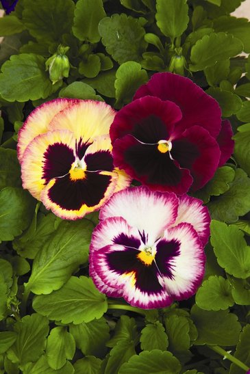 Виола Виттрока (Viola wittrockiana) Виола Виттрока (Viola wittrockiana)