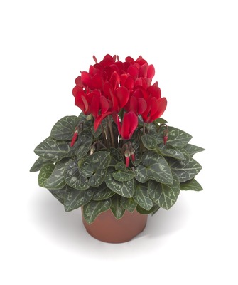 Цикламен персидский (Cyclamen persicum)