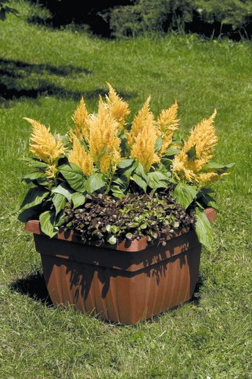 Целозия метельчатая (Celosia plumosa)