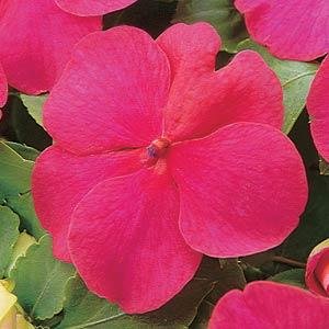 Бальзамин Уоллера (Impatiens walleriana) Бальзамин Уоллера (Impatiens walleriana)