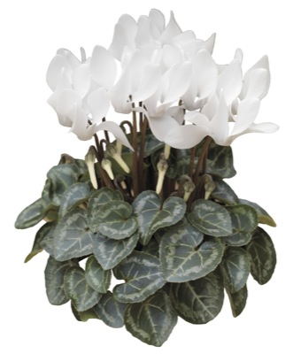 Цикламен персидский (Cyclamen persicum)