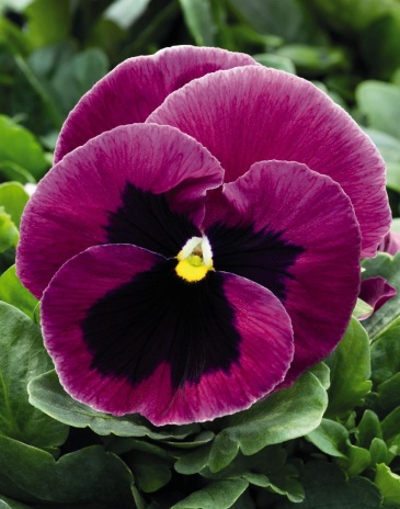 Виола виттрока (Viola wittrockiana) Виола виттрока (Viola wittrockiana)