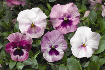 Виола Виттрока (Viola wittrockiana) Виола Виттрока (Viola wittrockiana)