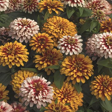 Цинния изящная (Zinnia elegans)